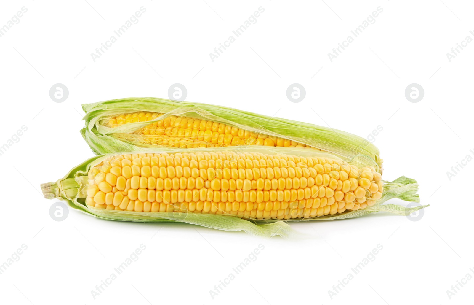 Photo of Ripe raw corn cobs with husk on white background