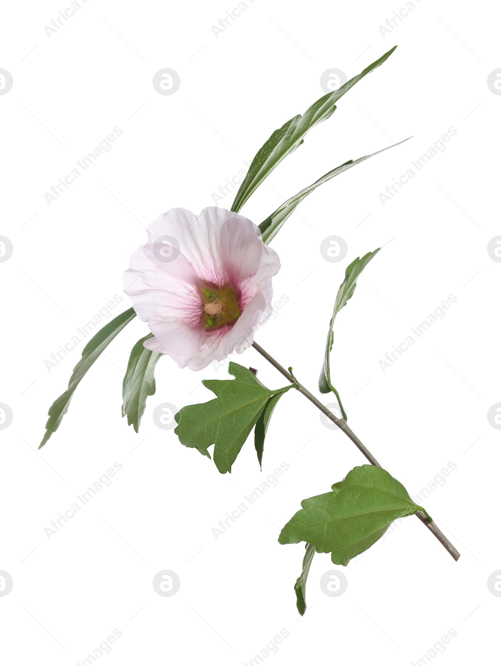 Photo of Beautiful tropical Hibiscus flower on white background