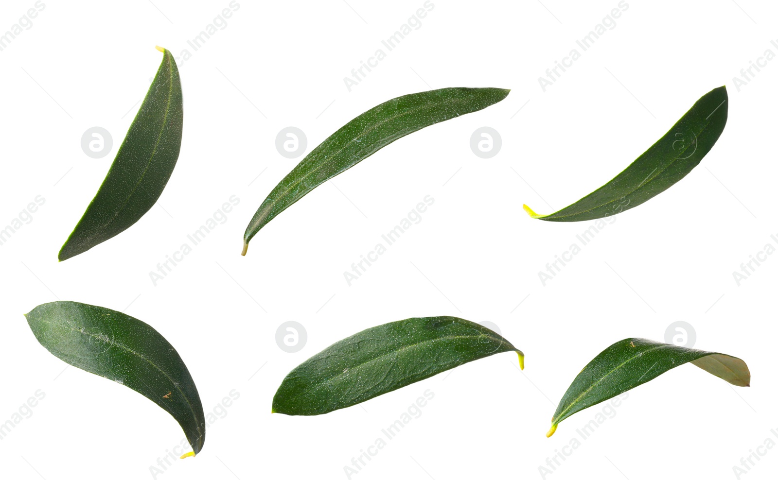 Image of Set with fresh green olive leaves on white background