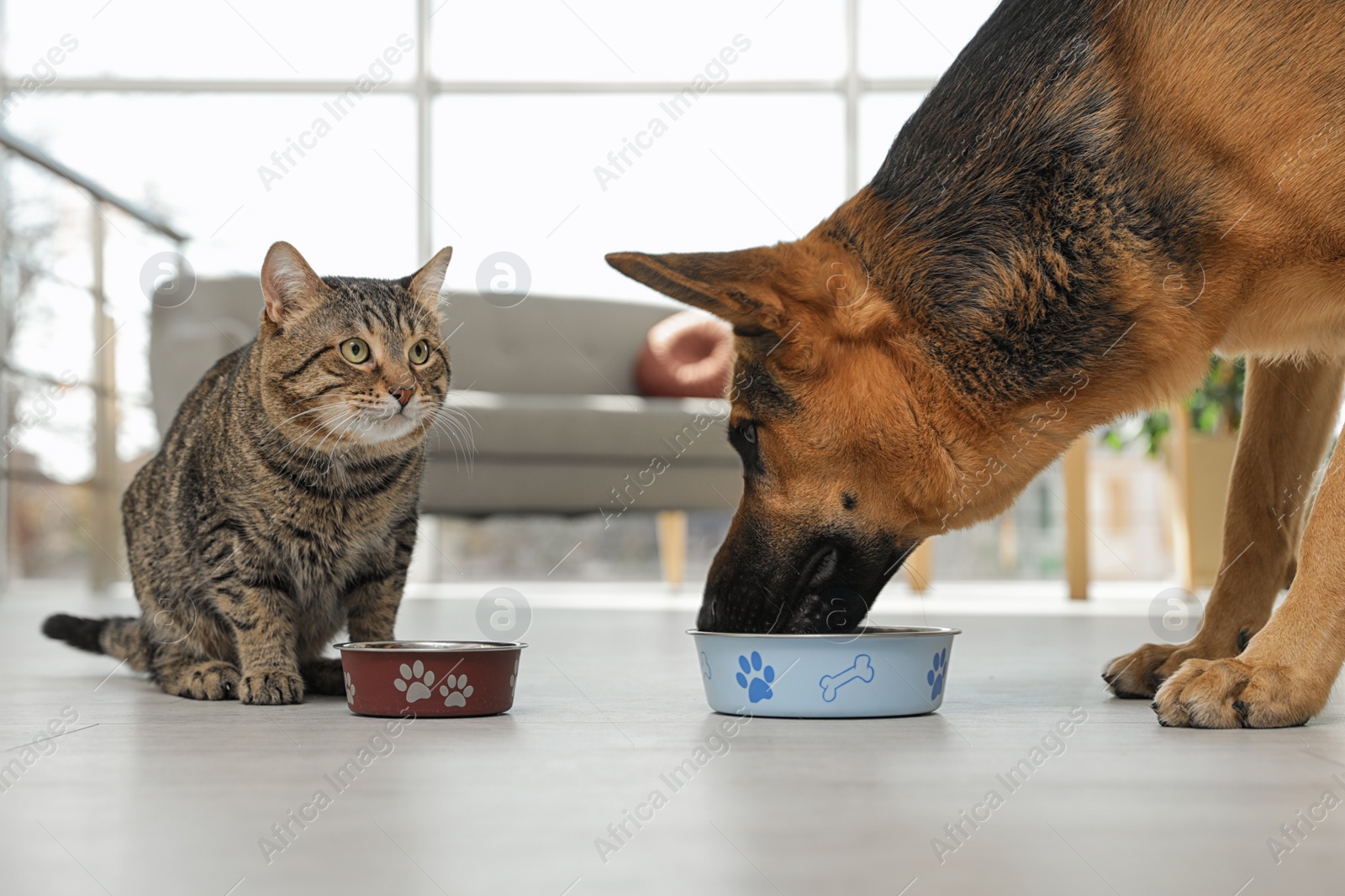 Photo of Tabby cat and dog eating from bowl on floor indoors. Funny friends