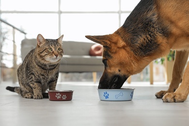 Photo of Tabby cat and dog eating from bowl on floor indoors. Funny friends