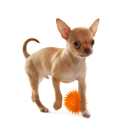 Photo of Cute Chihuahua puppy with toy on white background. Baby animal