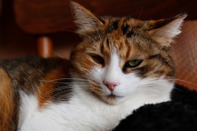 Cute cat indoors, closeup view. Fluffy pet