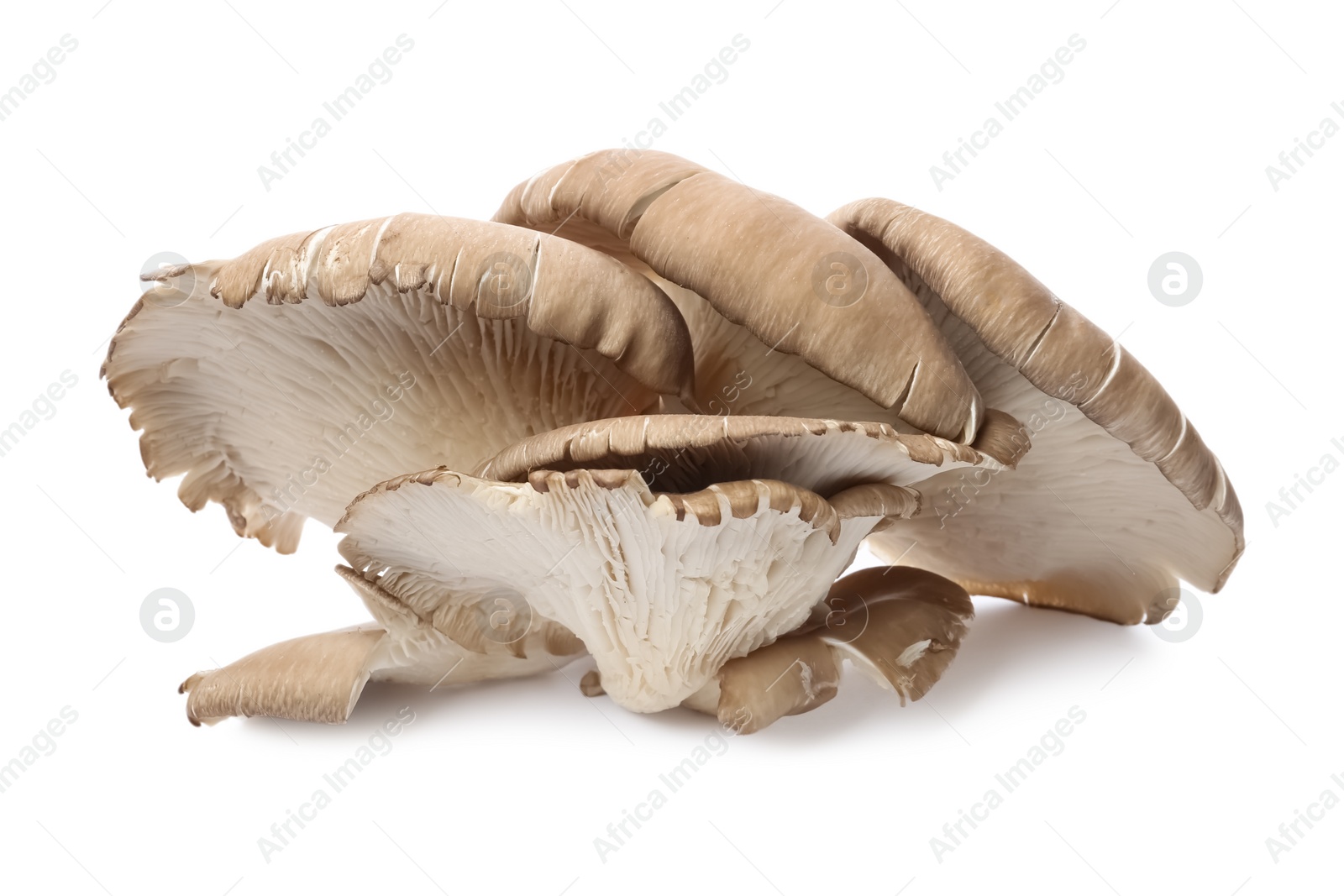 Photo of Delicious organic oyster mushrooms on white background