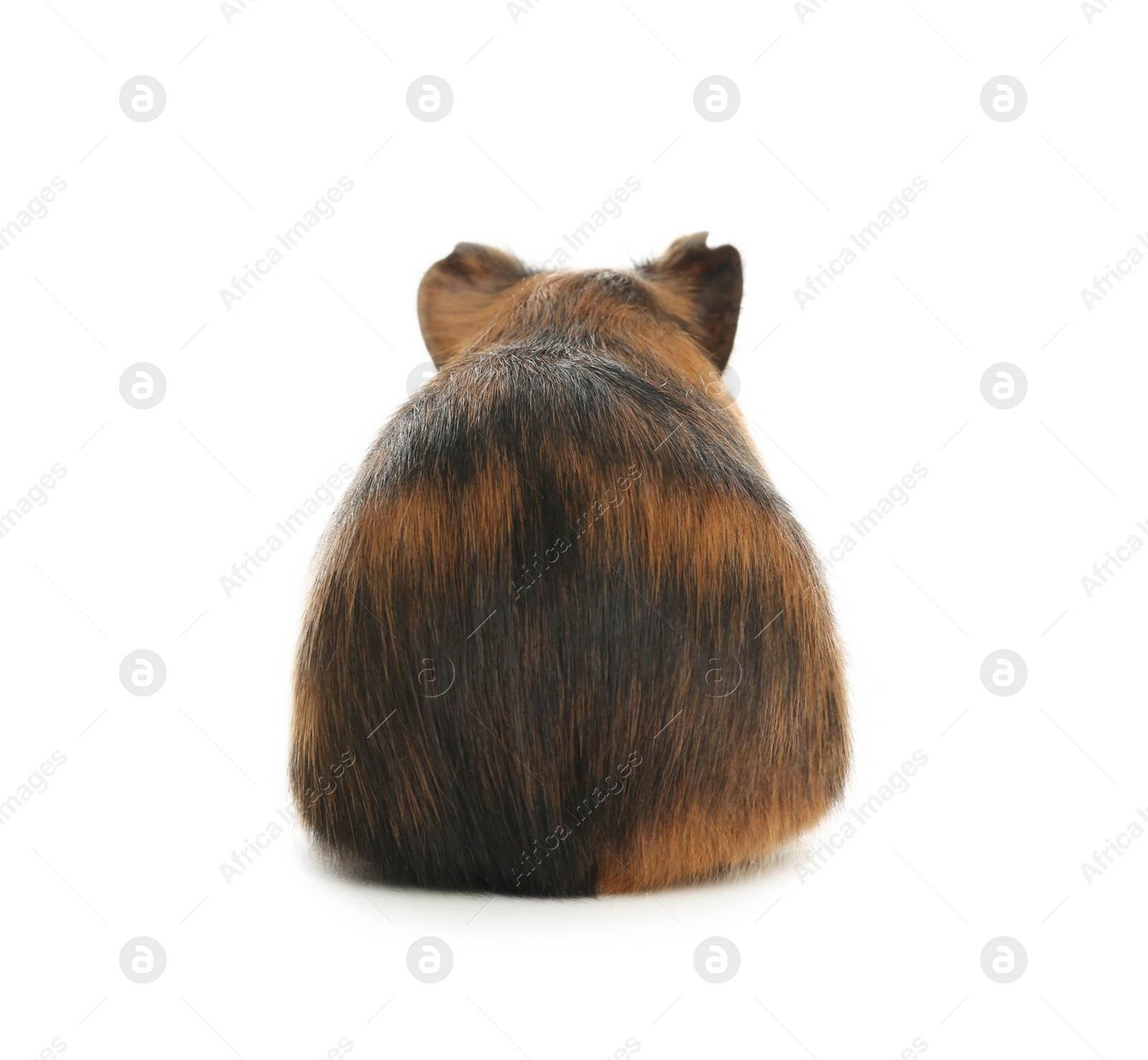 Photo of Cute funny guinea pig on white background