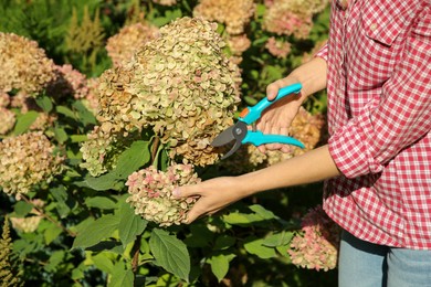 Photo of Woman pruning hydrangea flowers with secateurs in garden, closeup