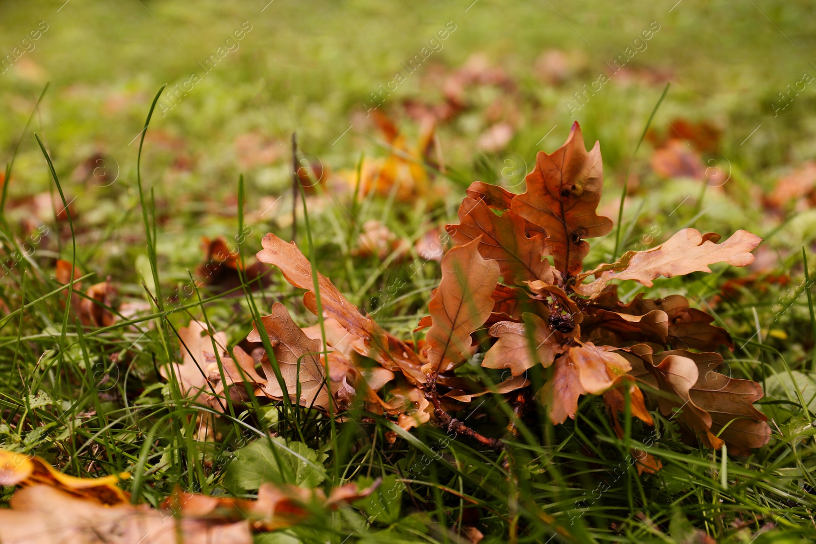 Photo of Fallen autumn leaves on green grass outdoors