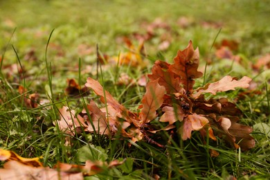 Photo of Fallen autumn leaves on green grass outdoors