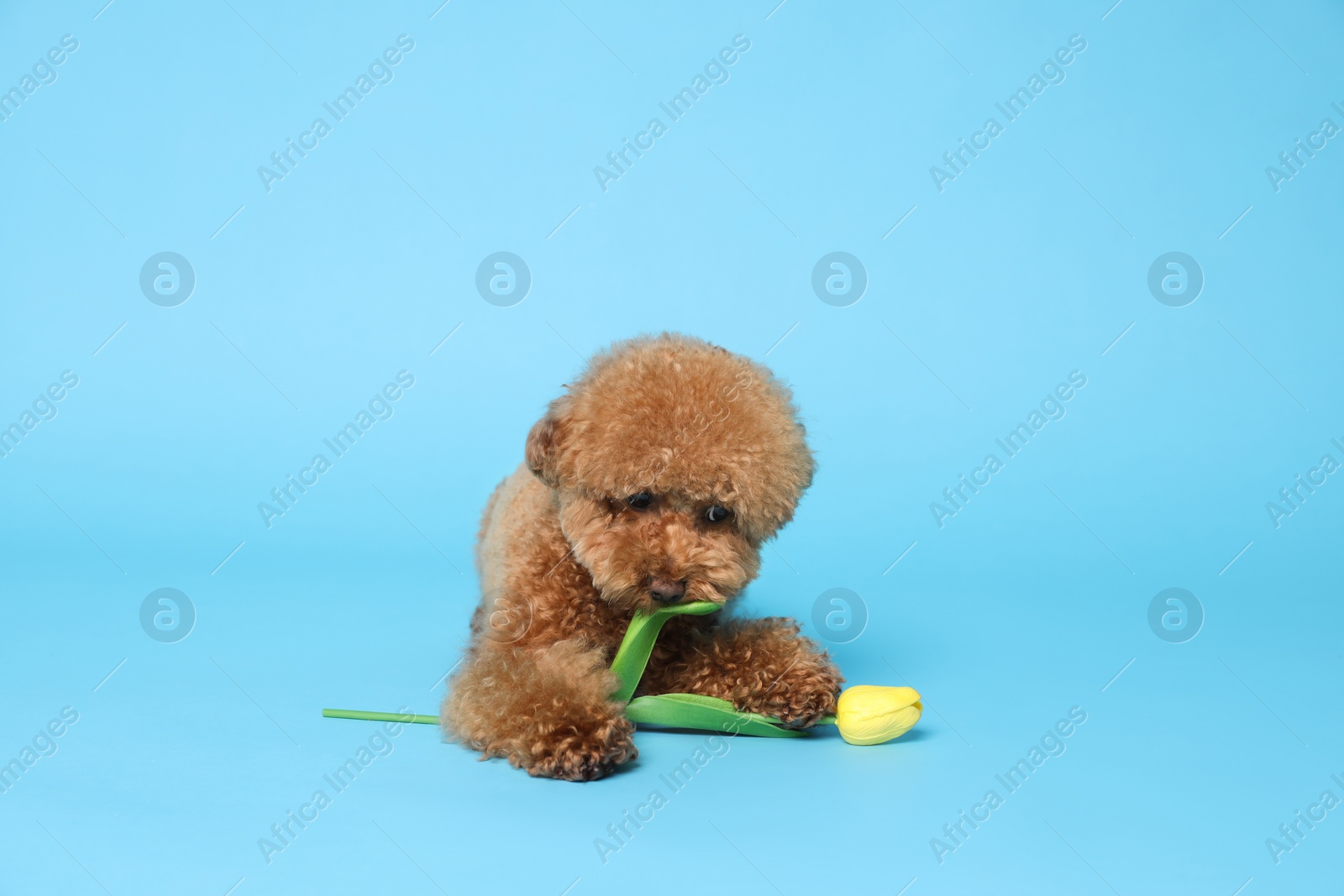 Photo of Cute Maltipoo dog with yellow tulip flower on light blue background