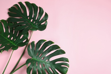 Green fresh monstera leaves on color background, flat lay with space for text. Tropical plant