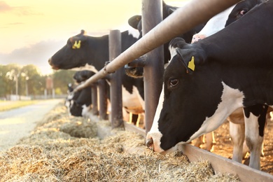 Photo of Pretty cow eating hay on farm, closeup. Animal husbandry