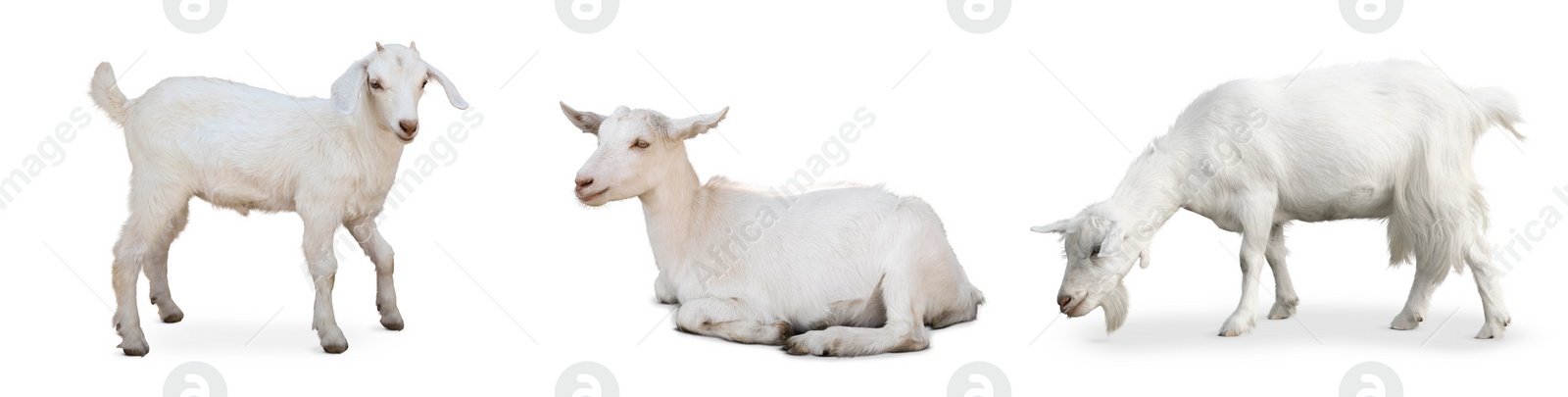 Image of Cute domestic goats on white background, collage. Banner design