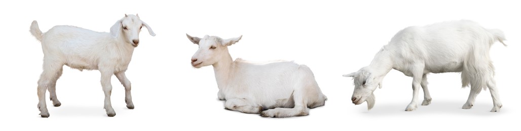 Image of Cute domestic goats on white background, collage. Banner design