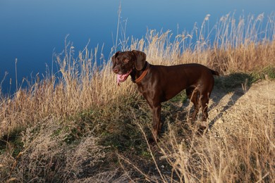 Photo of Cute German Shorthaired Pointer dog near river