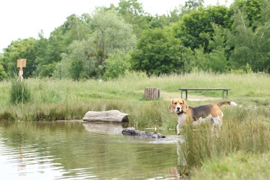 Photo of Cute Beagle dog near lake on summer day