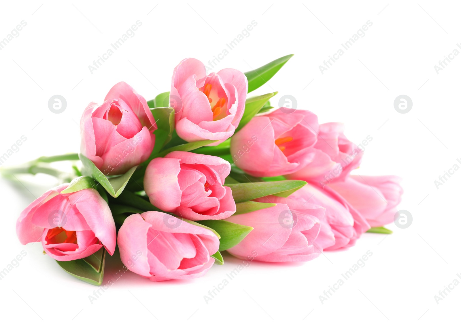 Photo of Beautiful spring tulips on white background. International Women's Day