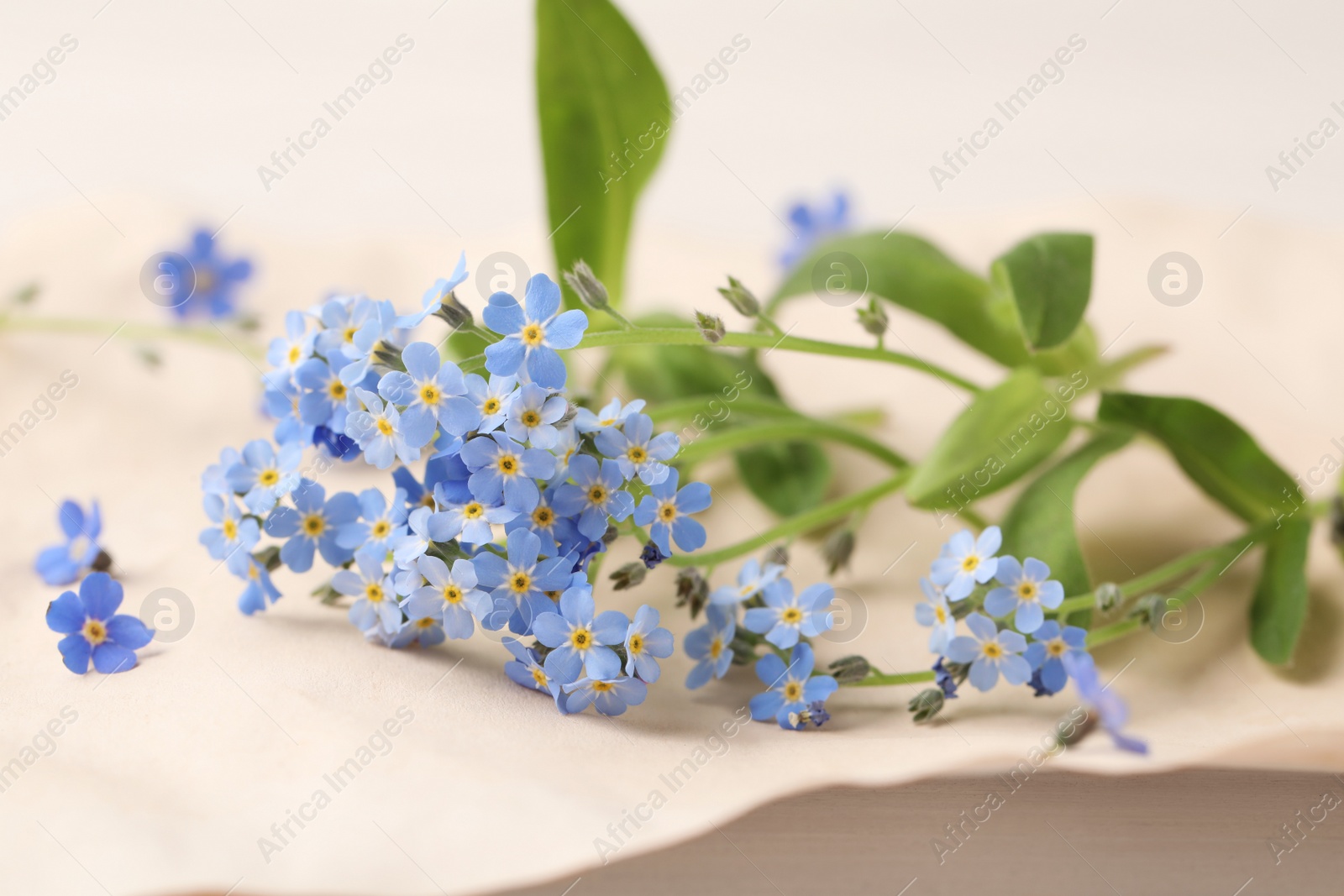 Photo of Beautiful Forget-me-not flowers on parchment, closeup view