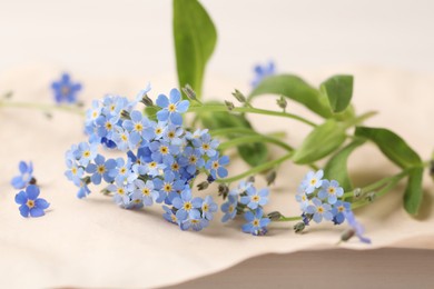 Photo of Beautiful Forget-me-not flowers on parchment, closeup view