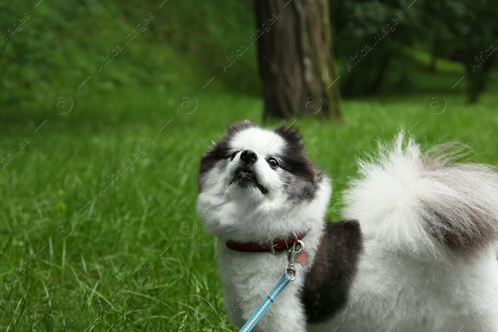 Photo of Cute fluffy Pomeranian dog walking in park, space for text