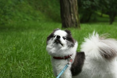 Photo of Cute fluffy Pomeranian dog walking in park, space for text