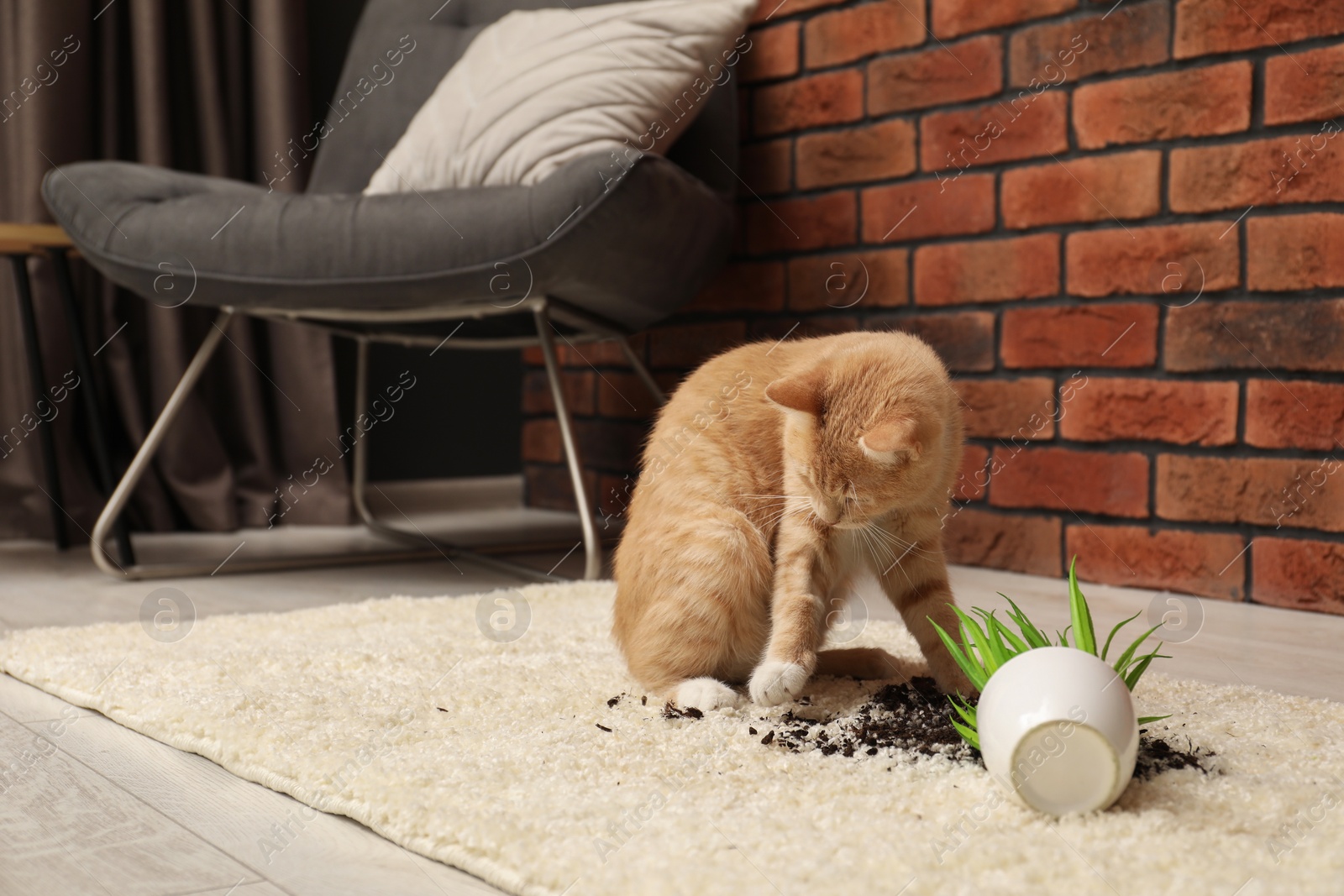 Photo of Cute ginger cat near overturned houseplant on carpet at home