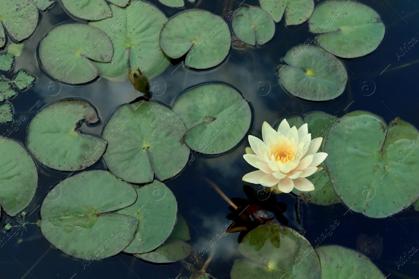 Photo of Beautiful blooming waterlily and leaves on water surface