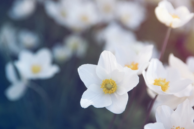 Photo of Beautiful blossoming Japanese anemone flowers outdoors on spring day