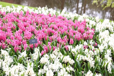 Photo of Beautiful white and pink hyacinth flowers growing outdoors