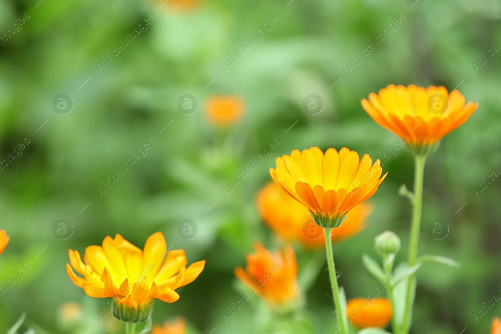 Photo of Beautiful bright calendulas in green garden, closeup with space for text. Spring flowers