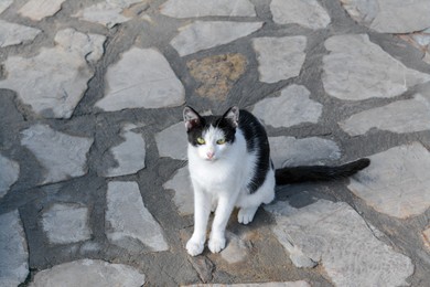 Photo of Lonely stray cat on stone surface outdoors. Homeless pet