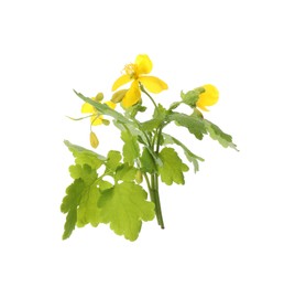 Celandine with yellow flowers and green leaves isolated on white