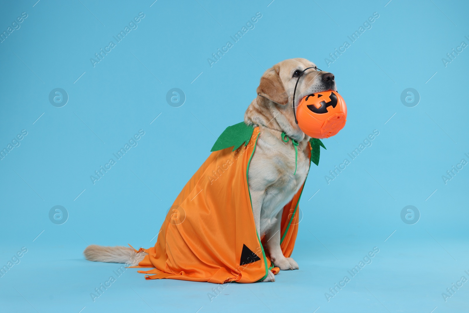 Photo of Cute Labrador Retriever dog in Halloween costume with trick or treat bucket on light blue background