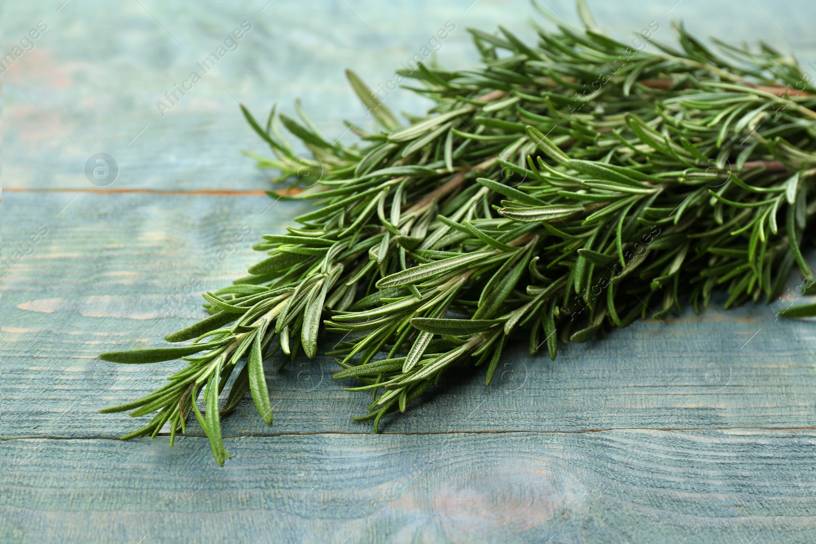 Photo of Bunch of fresh rosemary on light blue wooden table, closeup