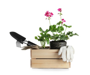 Wooden crate with plant and gardening tools on white background