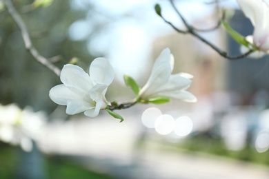 Photo of Branch of blossoming magnolia tree on blurred background outdoors. Beautiful flowers