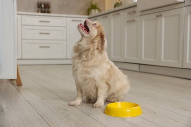 Cute Pekingese dog near pet bowl in kitchen