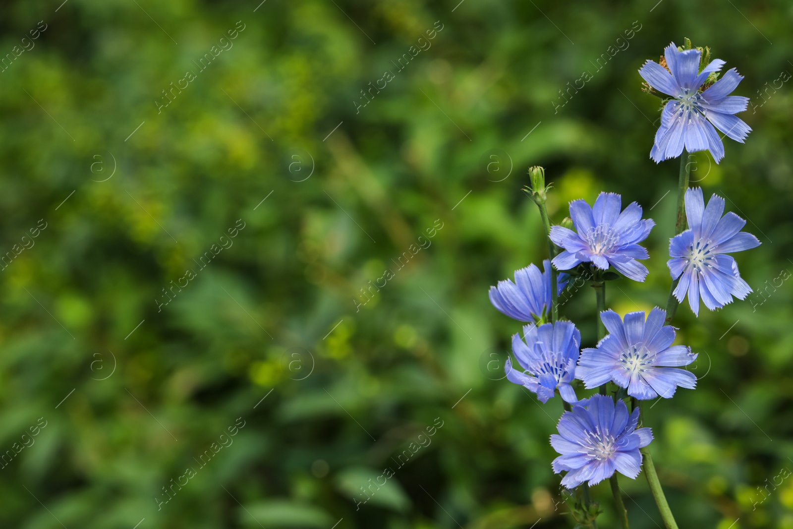 Photo of Beautiful blooming chicory flowers growing outdoors, closeup. Space for text