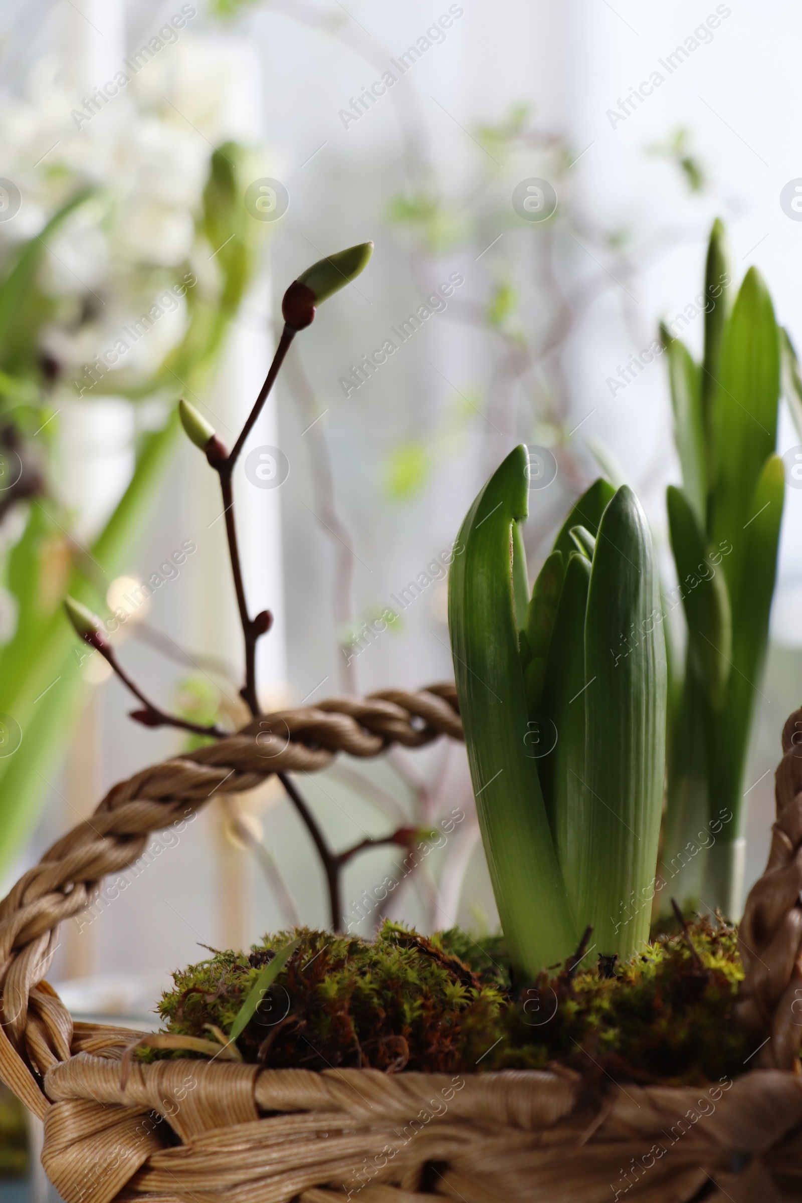 Photo of Spring shoot of Hyacinth planted in wicker basket at home, closeup