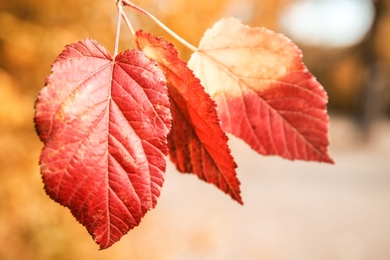 Bright leaves on blurred background, outdoors. Autumn day