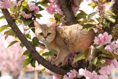 Photo of Cute cat on blossoming spring tree outdoors