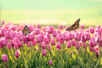 Image of Beautiful butterflies and blossoming tulips outdoors on sunny spring day