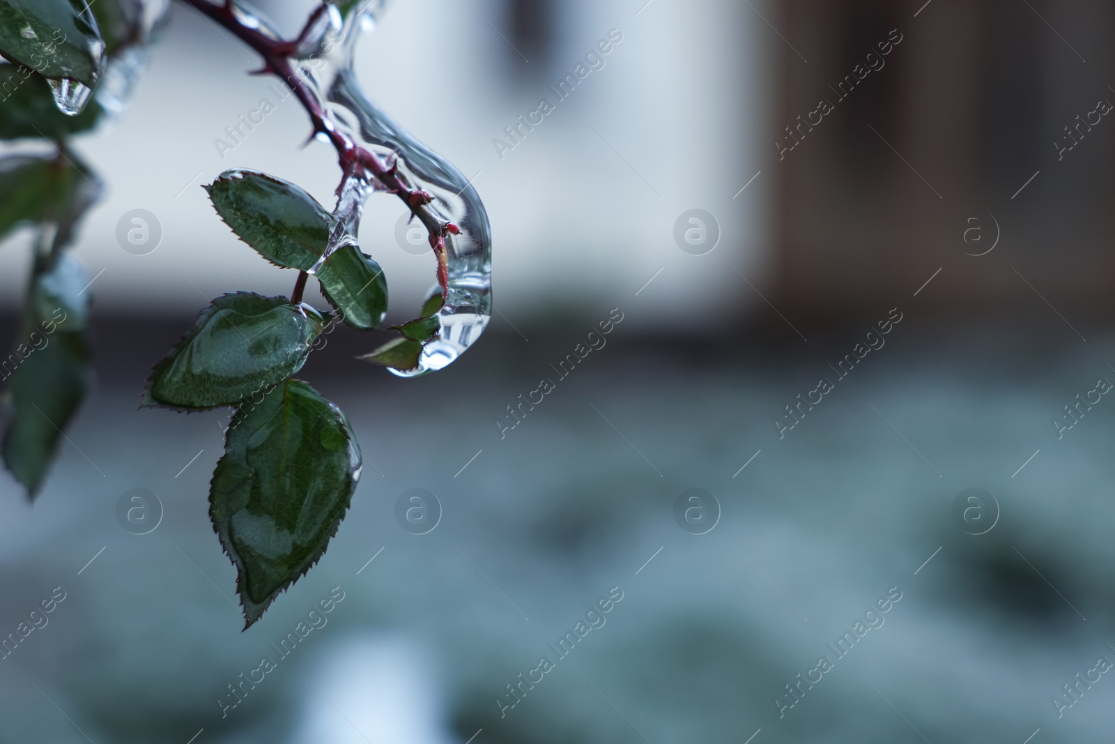 Photo of Rose bush with green leaves in ice glaze outdoors on winter day, closeup. Space for text