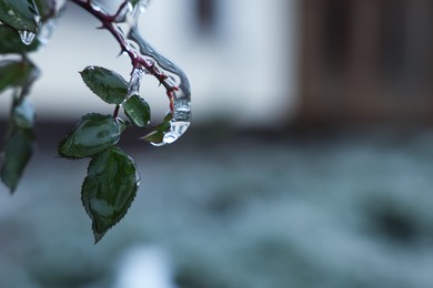 Rose bush with green leaves in ice glaze outdoors on winter day, closeup. Space for text