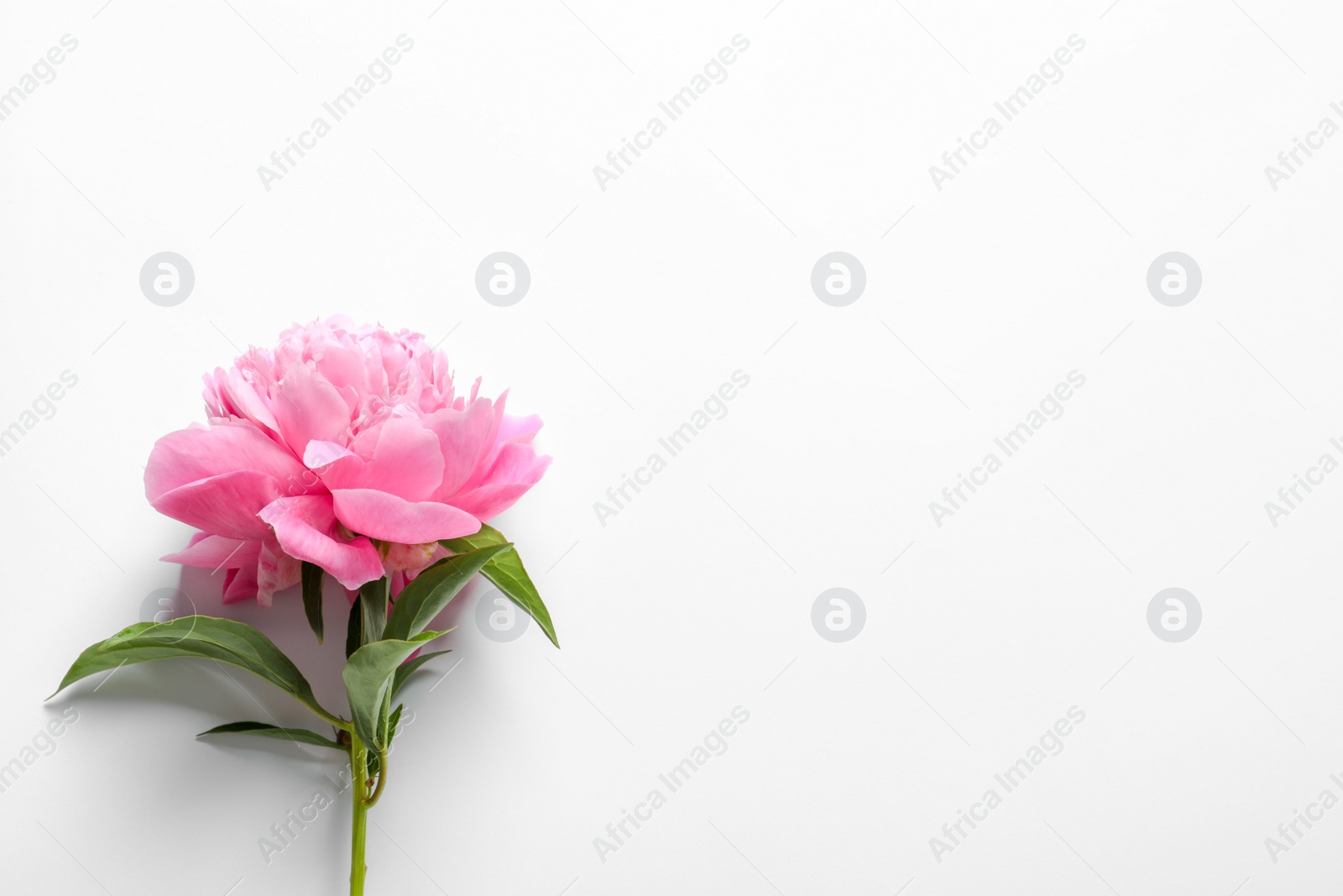 Photo of Beautiful fragrant peony flower on white  background