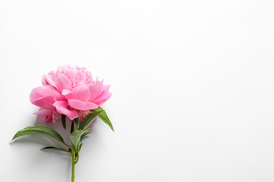 Beautiful fragrant peony flower on white  background