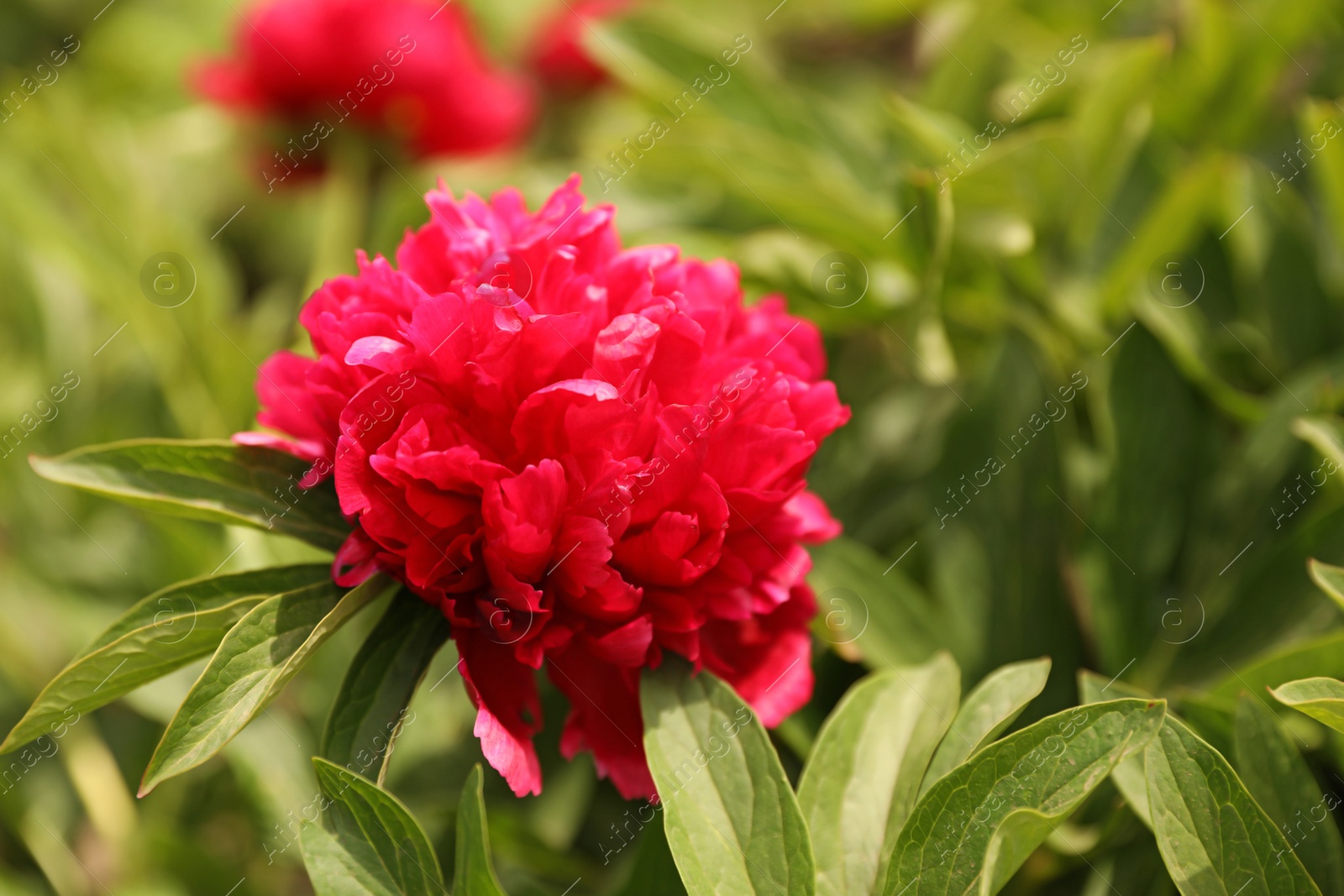 Photo of Beautiful red peony outdoors on spring day, closeup