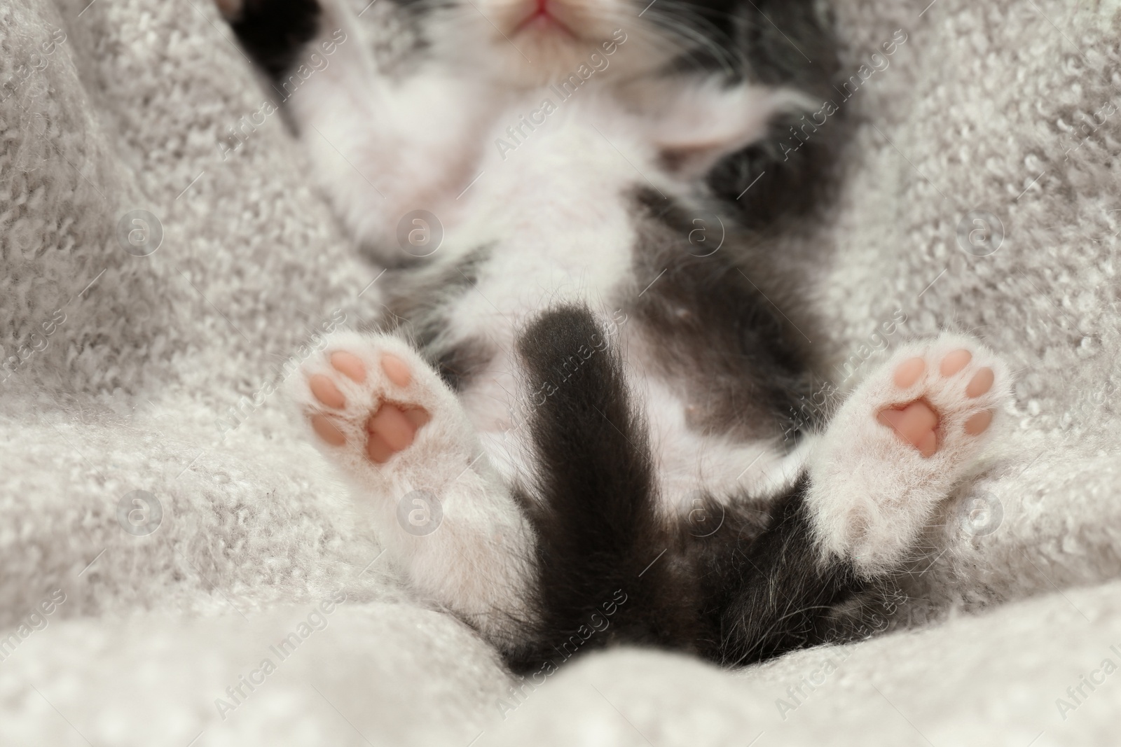 Photo of Cute baby kitten with funny tail sleeping on cozy blanket, closeup