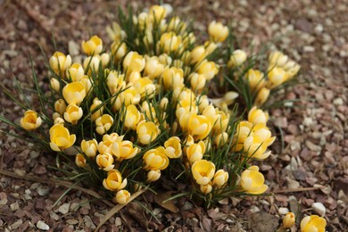 Photo of Beautiful yellow crocus flowers growing in garden