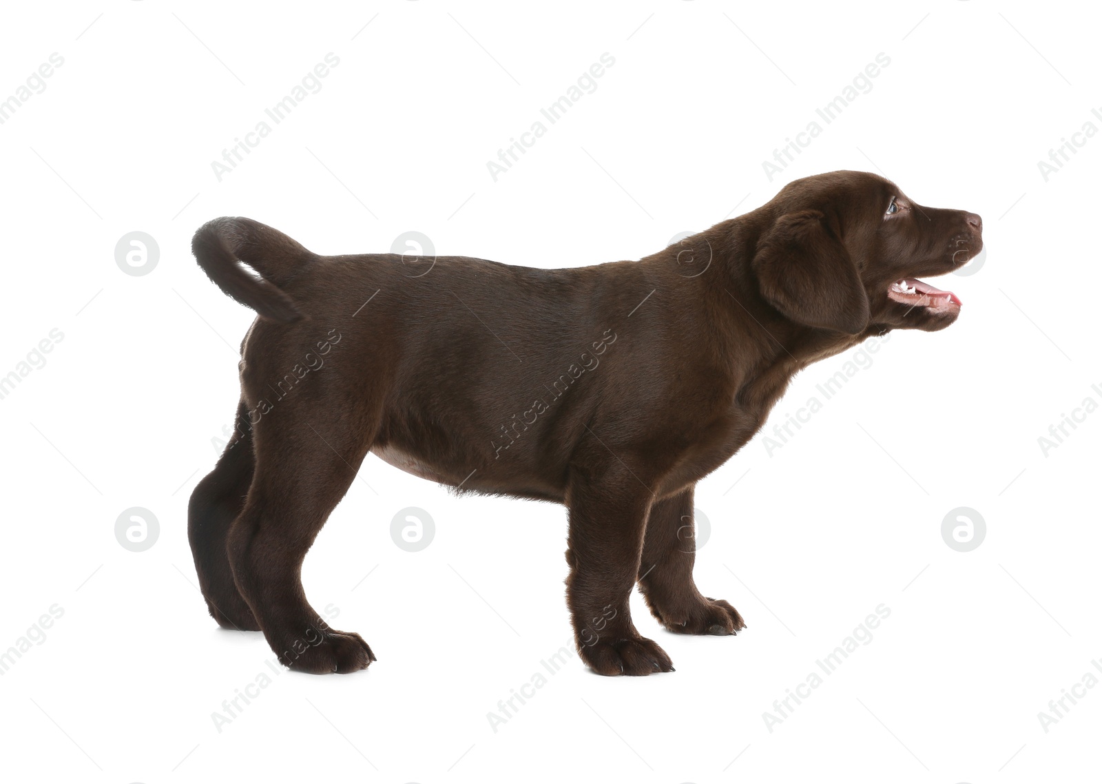 Photo of Chocolate Labrador Retriever puppy on white background