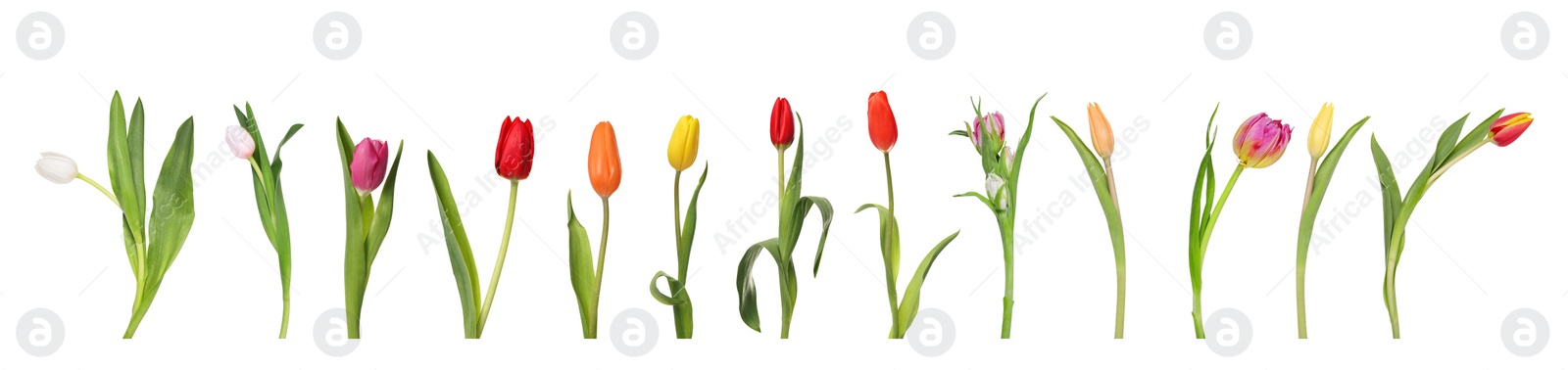 Image of Set of beautiful tulips in different colors isolated on white